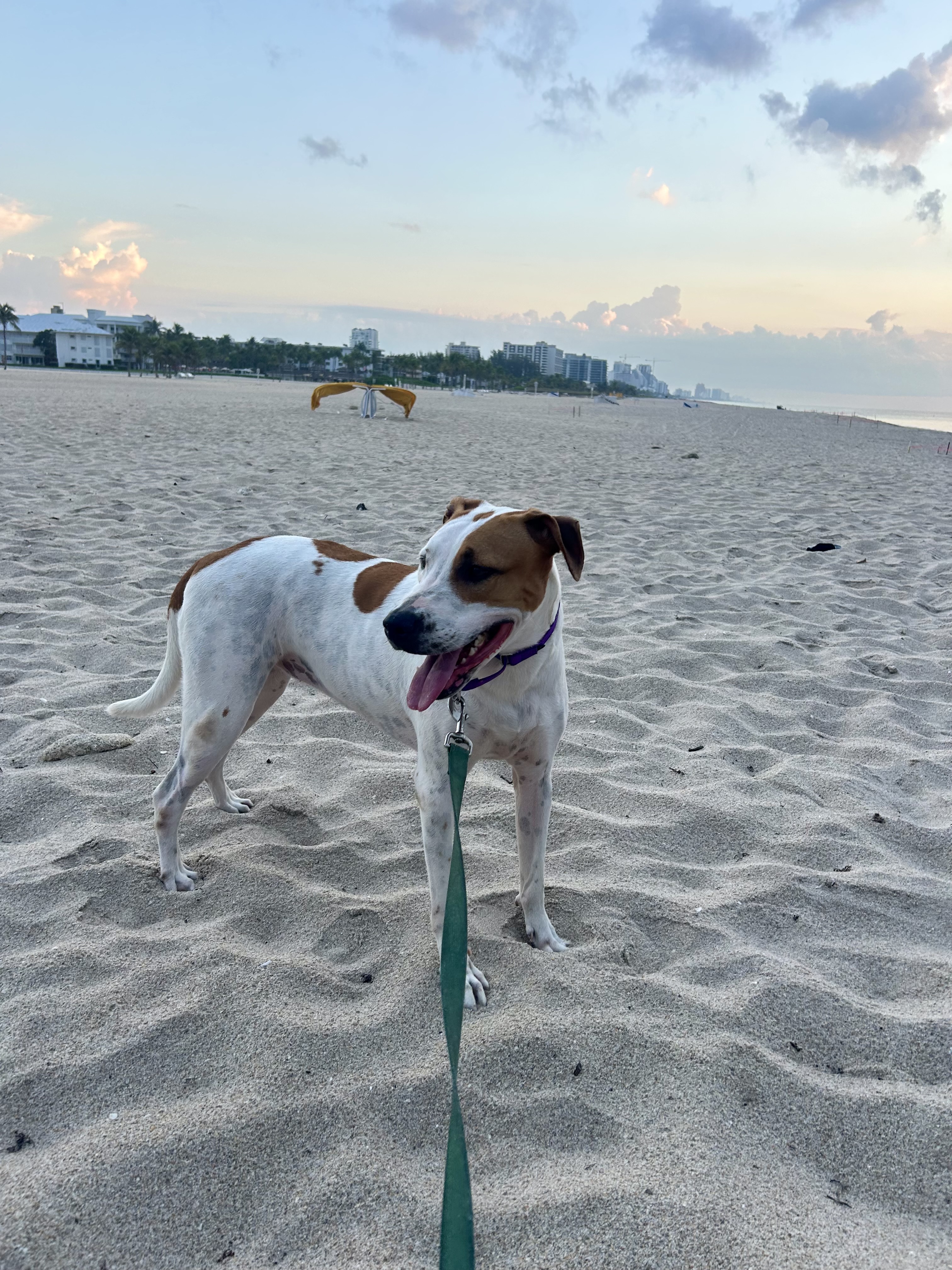 Enlarge Cookie, a Adoptable Foxhound in Fort Lauderdale, FL image 2/6