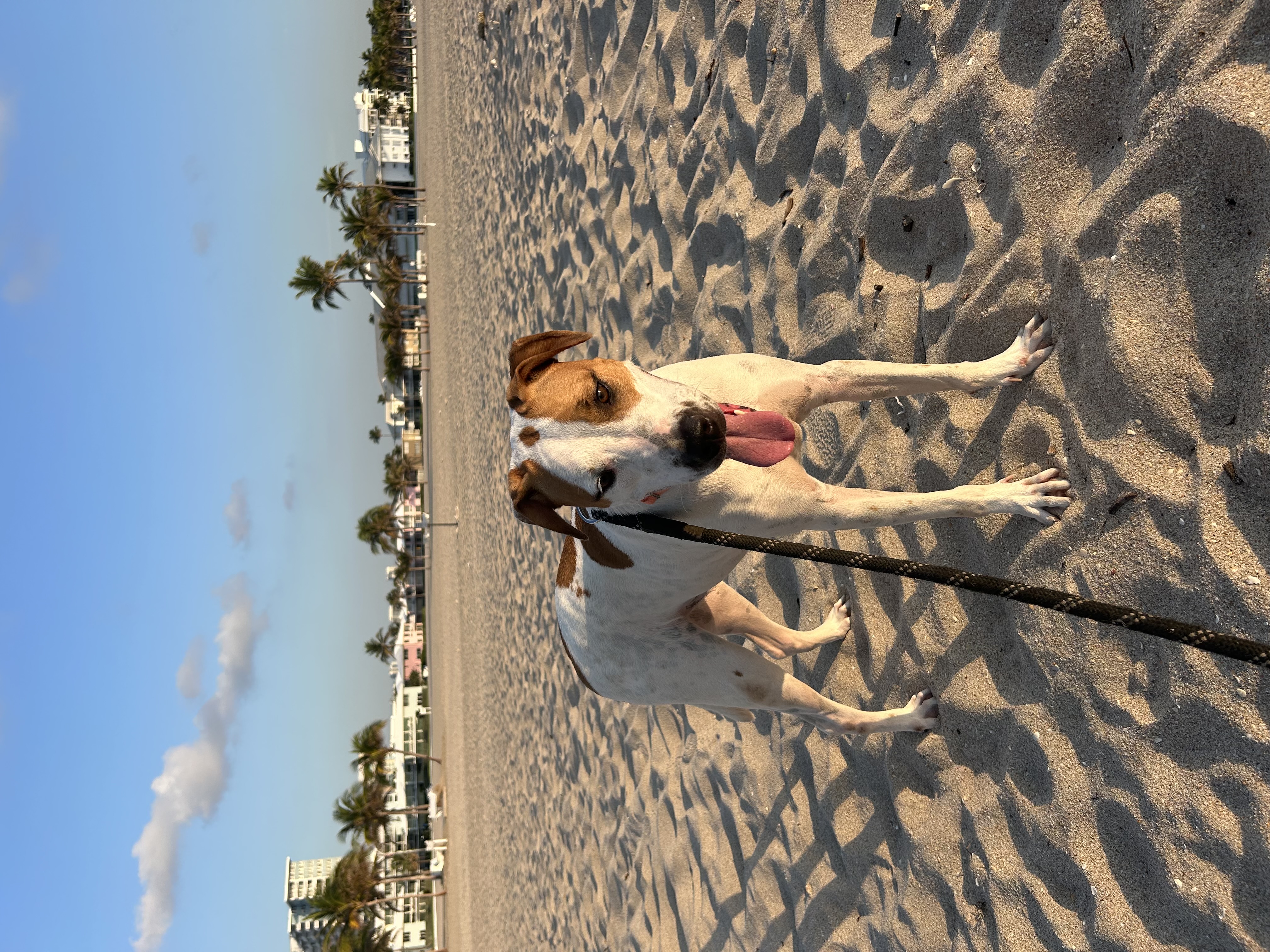 Enlarge Cookie, a Adoptable Foxhound in Fort Lauderdale, FL image 3/6