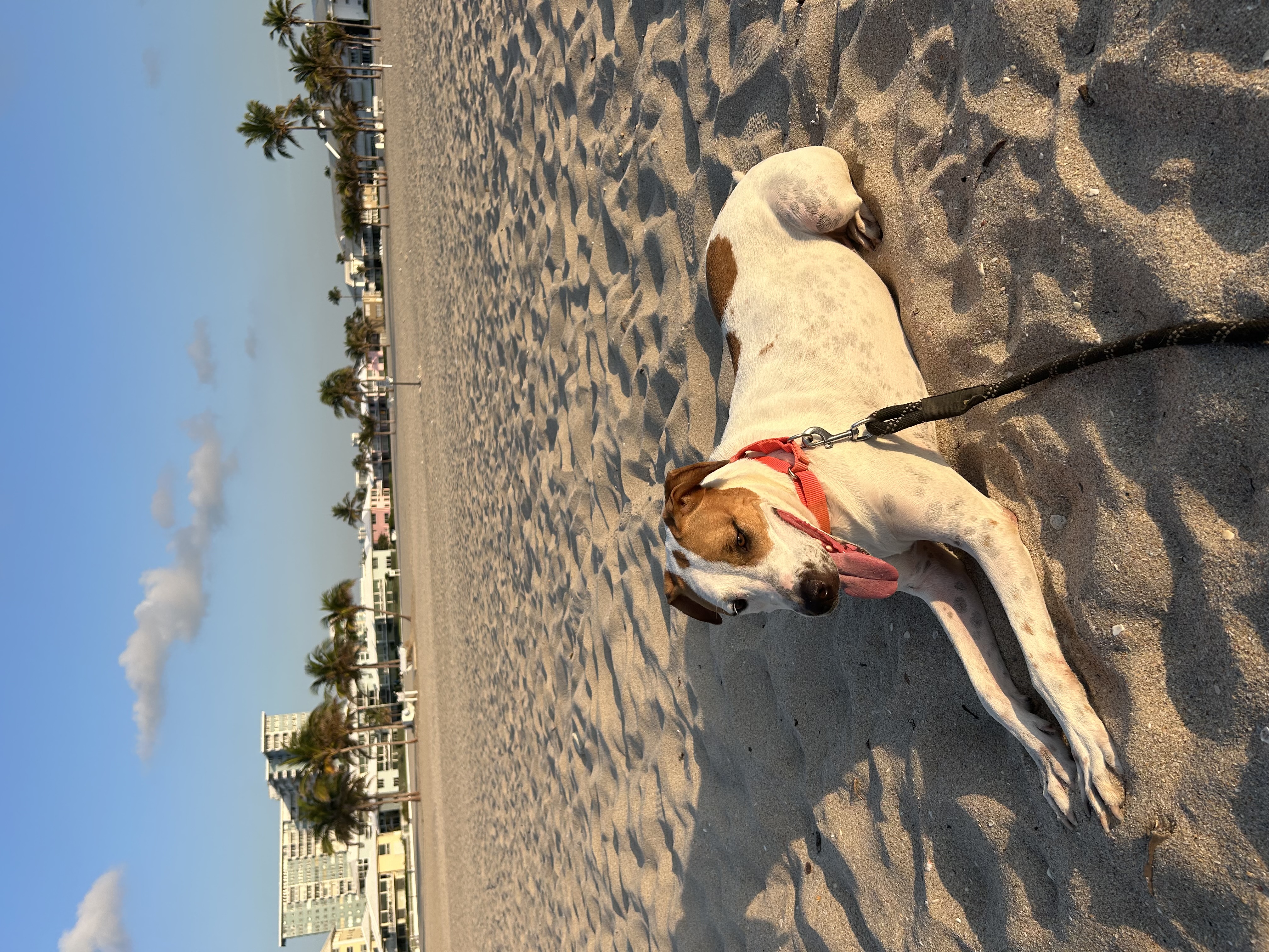 Enlarge Cookie, a Adoptable Foxhound in Fort Lauderdale, FL image 4/6