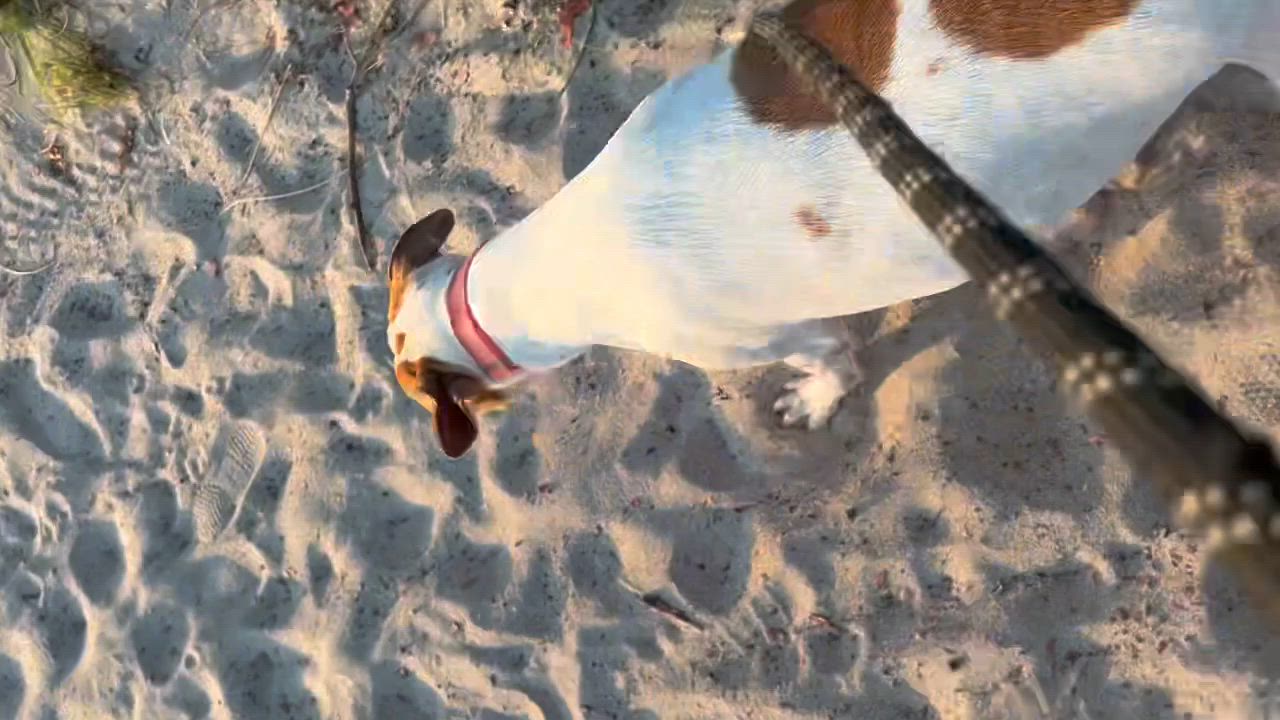 Enlarge Cookie, a Adoptable Foxhound in Fort Lauderdale, FL video 5/6