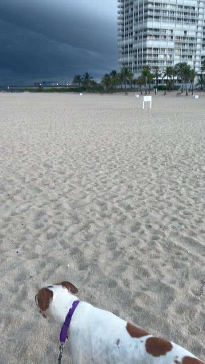 Enlarge Cookie, a Adoptable Foxhound in Fort Lauderdale, FL video 6/6