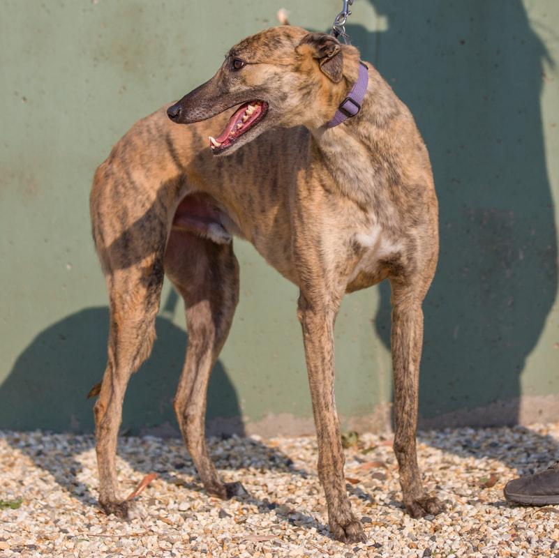 Enlarge Bjorn, a ADOPTABLE Greyhound in Flat Rock, MI image 1/1