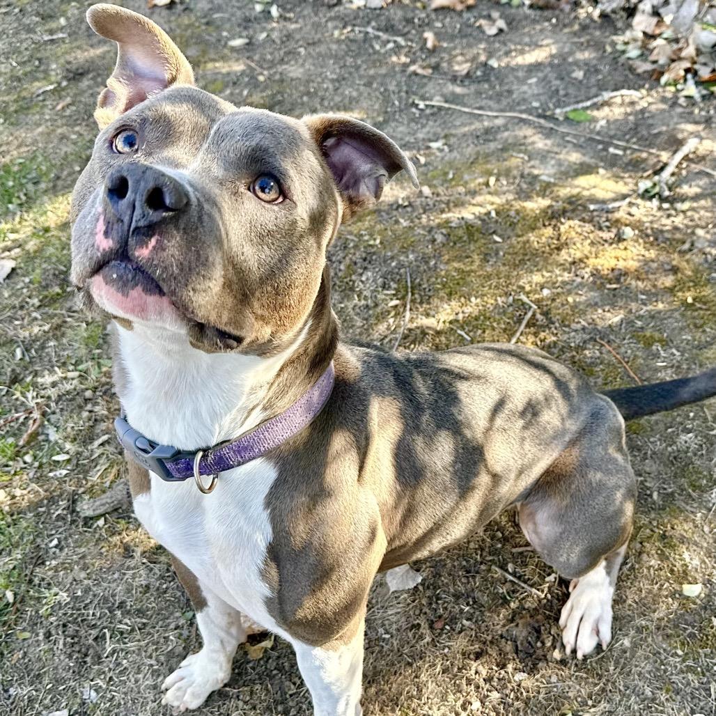 Raijin, Adoptable, Adult Male Pit Bull Terrier.