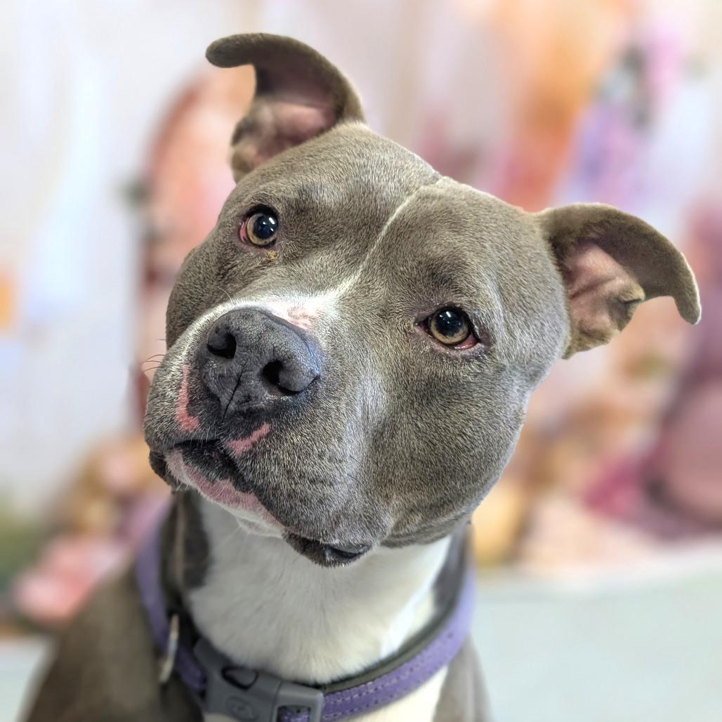 Raijin, a Adoptable Pit Bull Terrier in Warrensburg, MO image 2/5