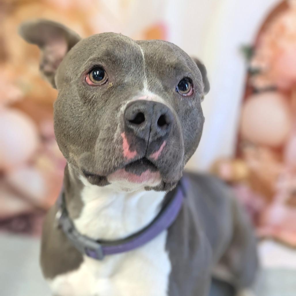 Raijin, a Adoptable Pit Bull Terrier in Warrensburg, MO image 3/5