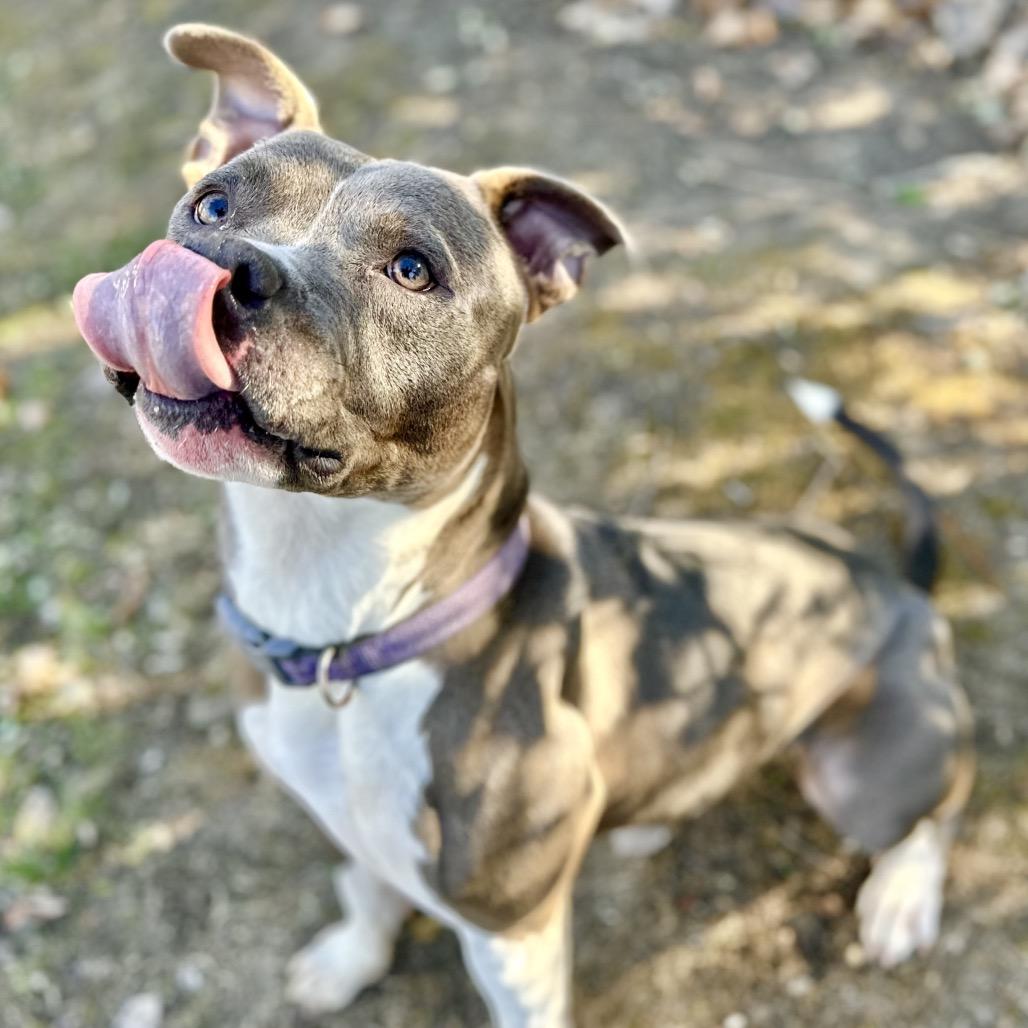Raijin, a Adoptable Pit Bull Terrier in Warrensburg, MO image 4/5