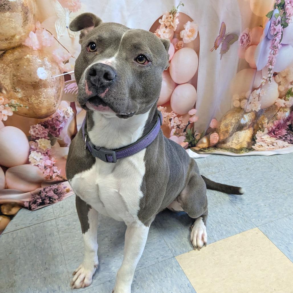 Raijin, a Adoptable Pit Bull Terrier in Warrensburg, MO image 5/5