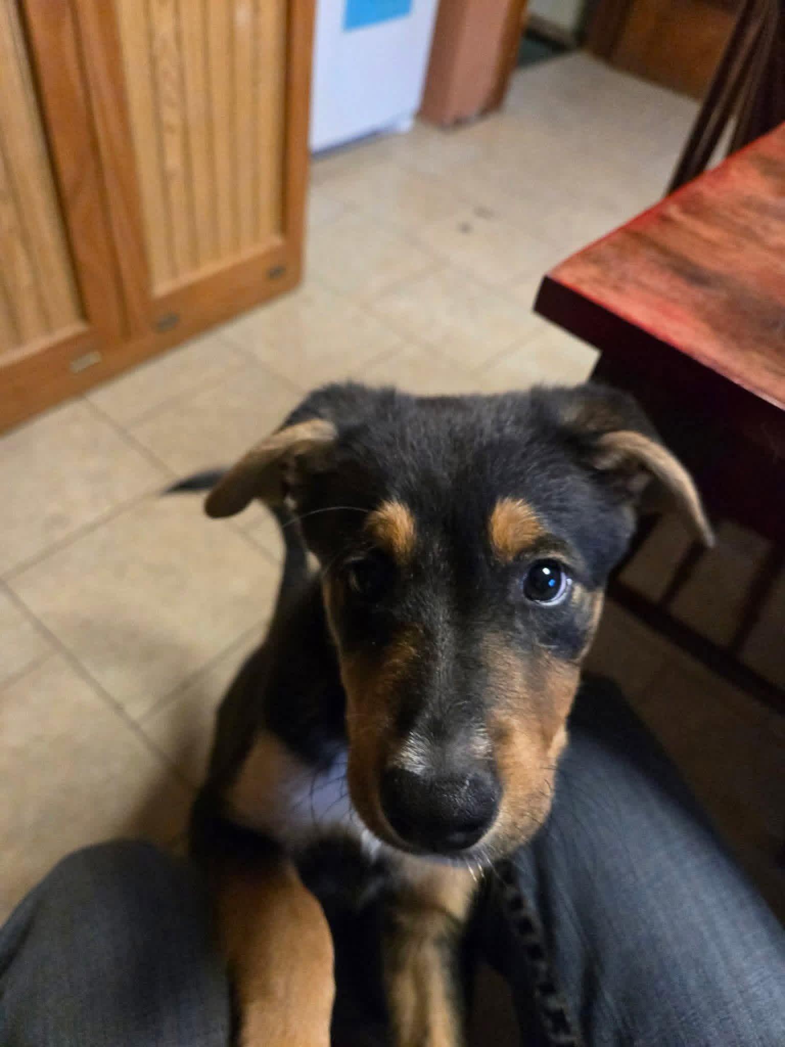 Enlarge Hawk, a Adoptable Terrier in New London, WI image 1/1