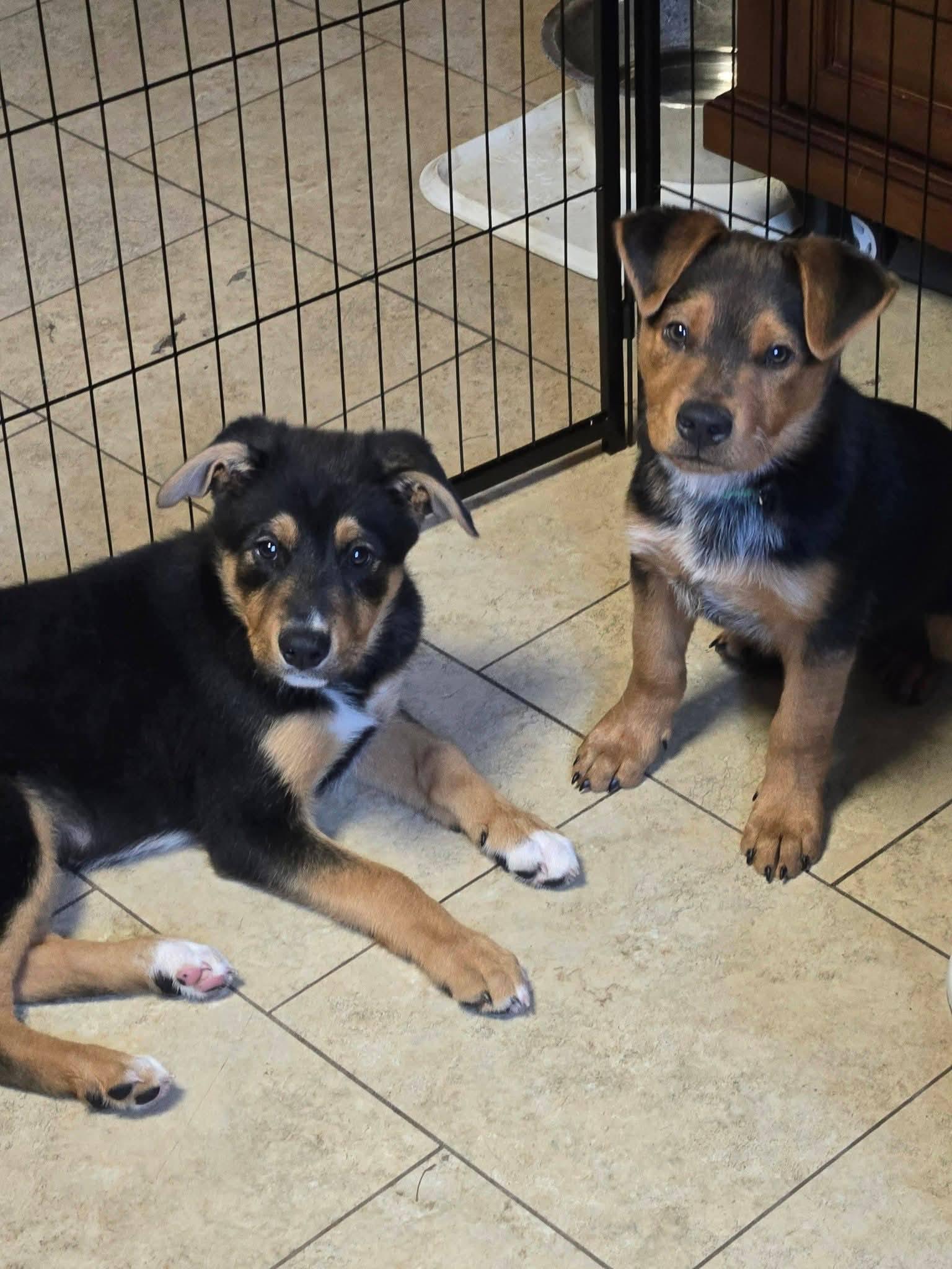 Enlarge Hawk, a Adoptable Terrier in New London, WI image 2/3