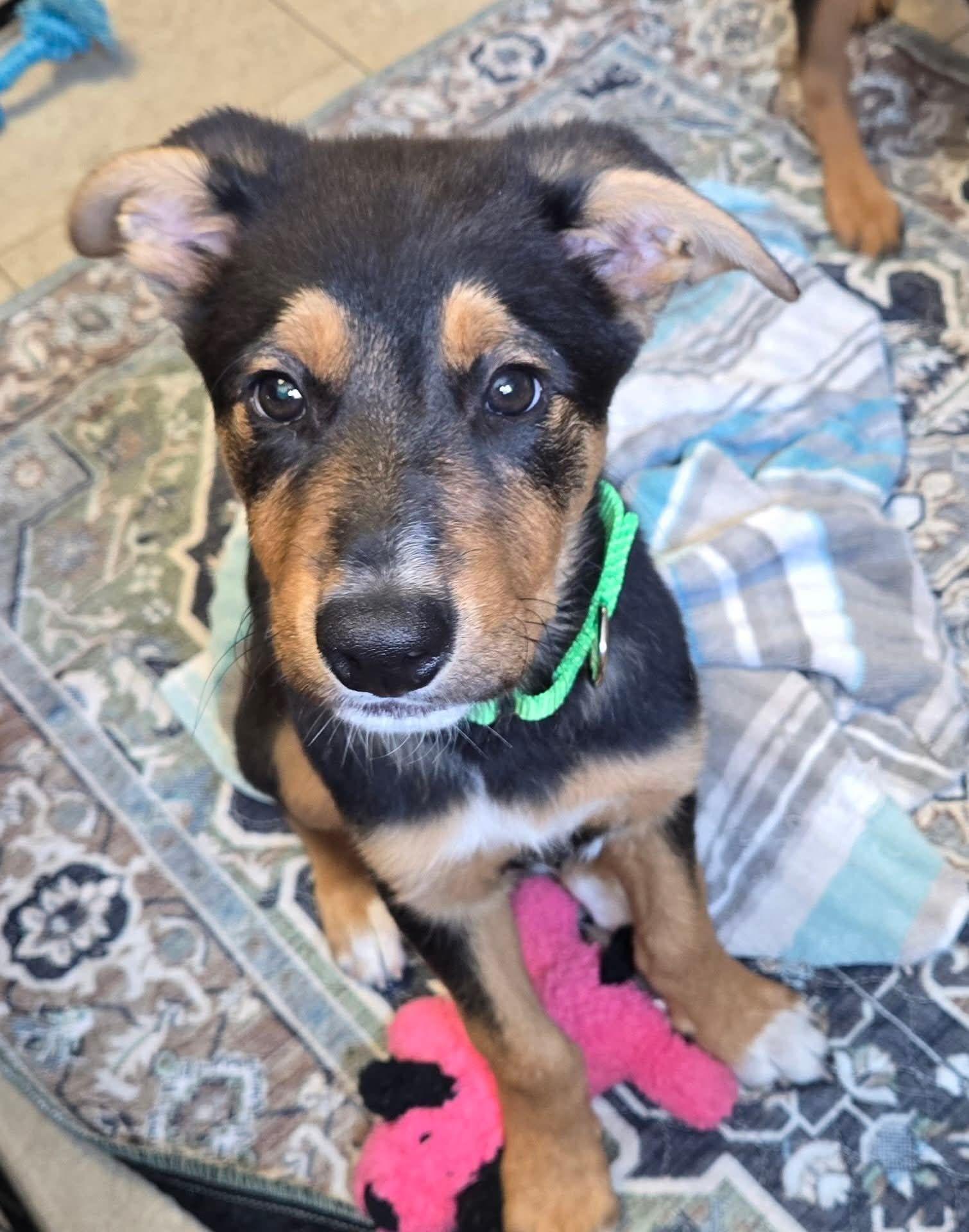 Enlarge Hawk, a Adoptable Terrier in New London, WI image 3/3
