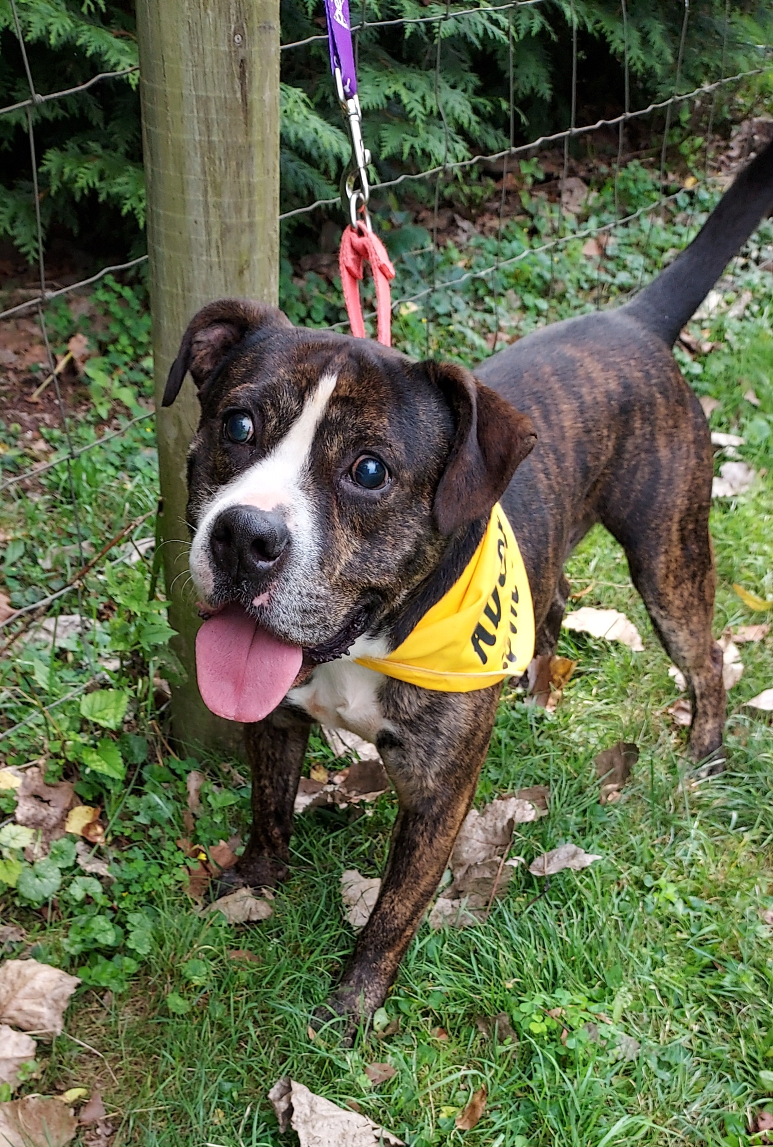 Gilbert, a Adoptable American Bulldog in Ashland, OH image 1/5