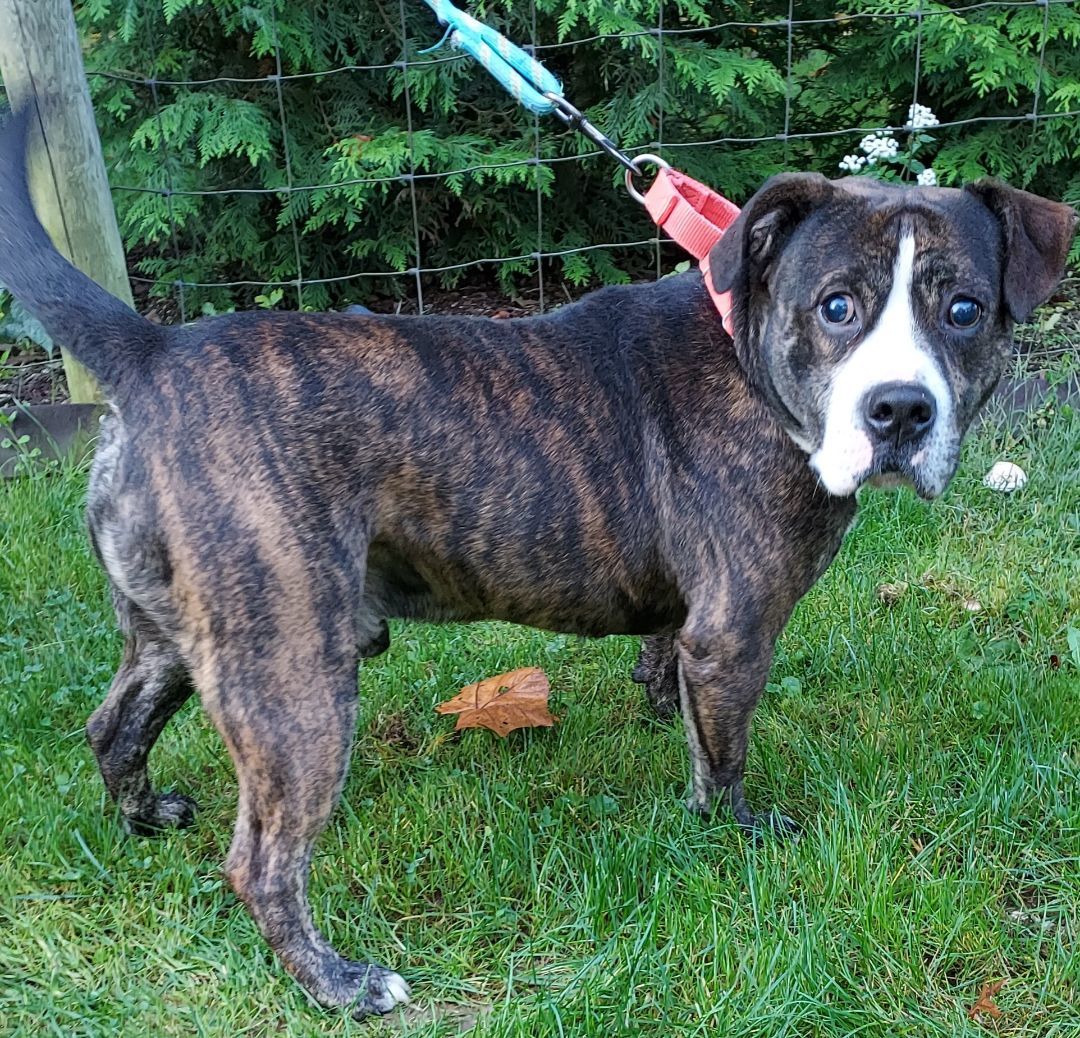 Gilbert, a Adoptable American Bulldog in Ashland, OH image 5/5