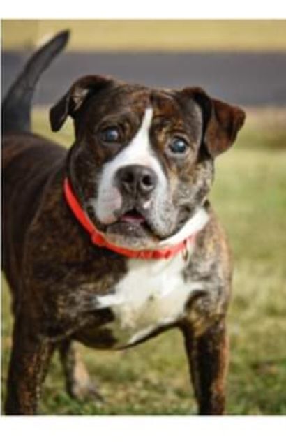 Gilbert, a Adoptable American Bulldog in Ashland, OH image 4/5