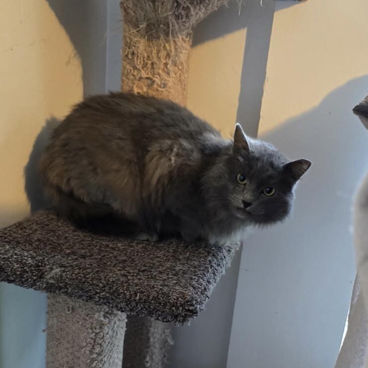Enlarge Shadow (& Merlin), a Adoptable Domestic Long Hair in Puyallup, WA image 2/5