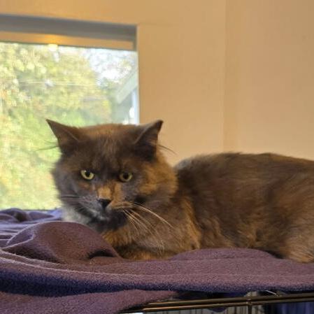 Shadow (& Merlin), Adoptable, Adult Male Domestic Long Hair.