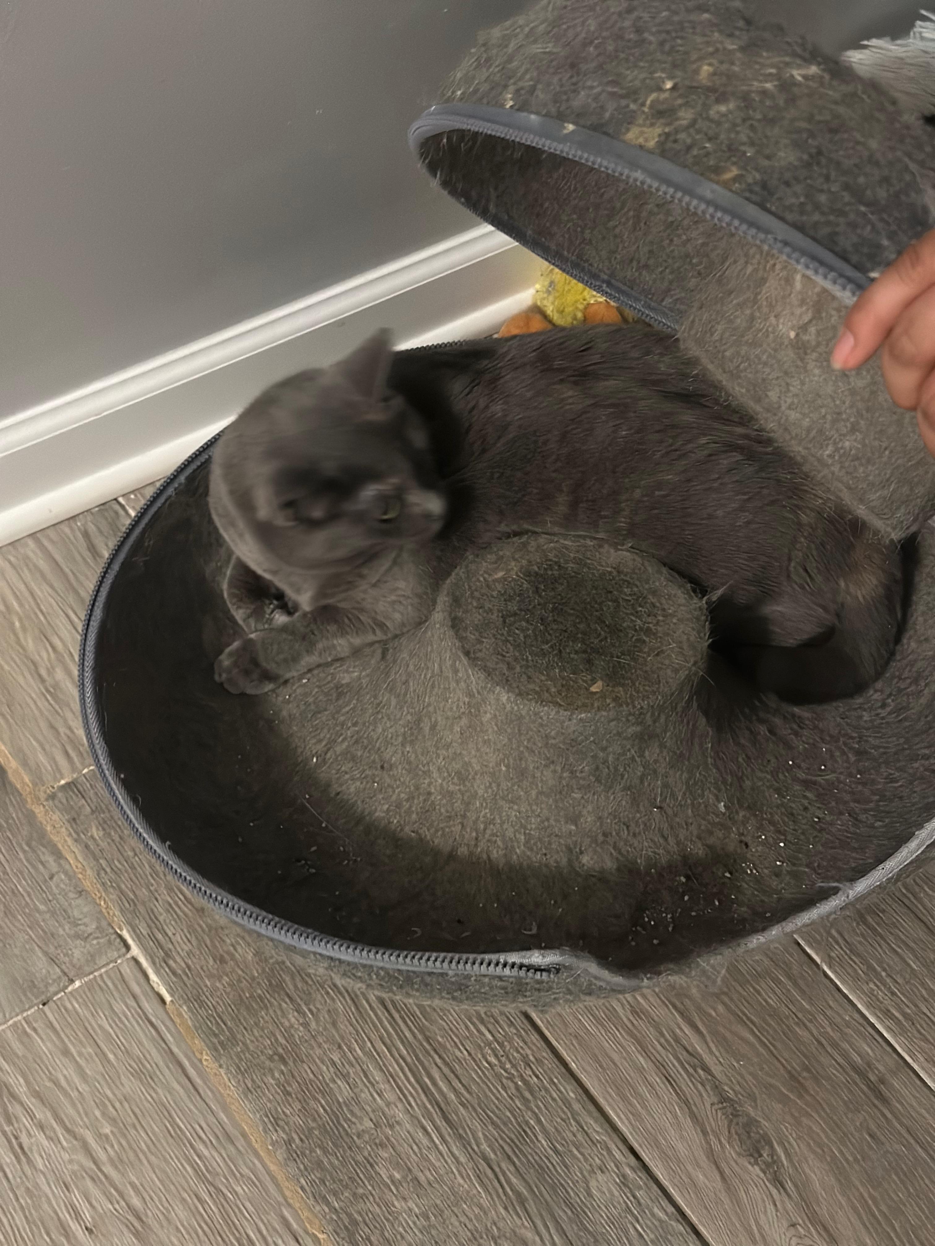 Enlarge Honey, a Adoptable American Shorthair in Middleburg, FL image 1/1