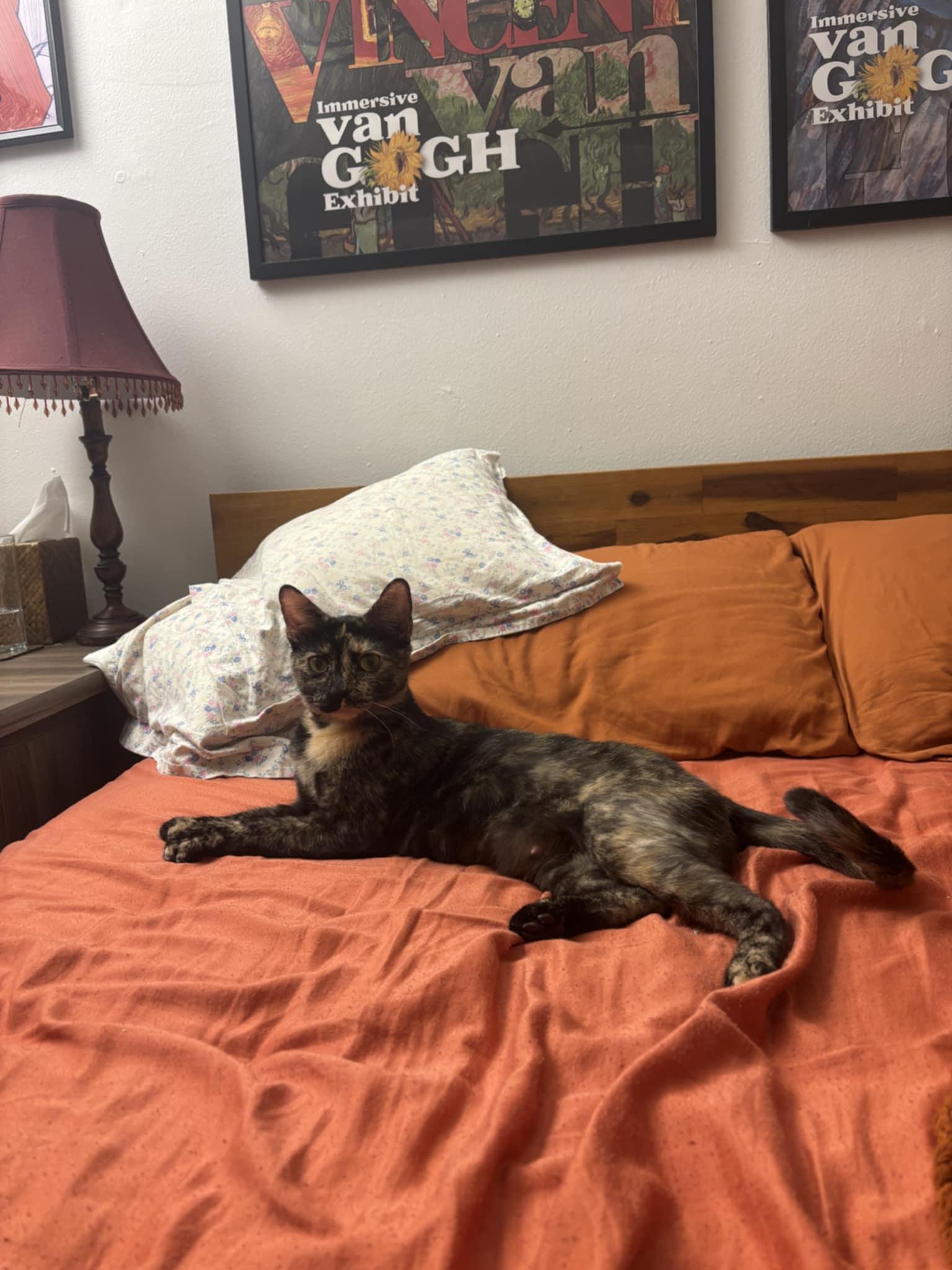 Enlarge Josie, a Adoptable Domestic Short Hair in Chicago, IL image 3/3