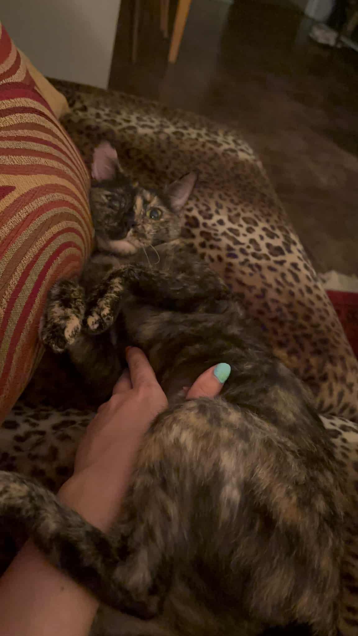 Enlarge Josie, a Adoptable Domestic Short Hair in Chicago, IL image 2/3