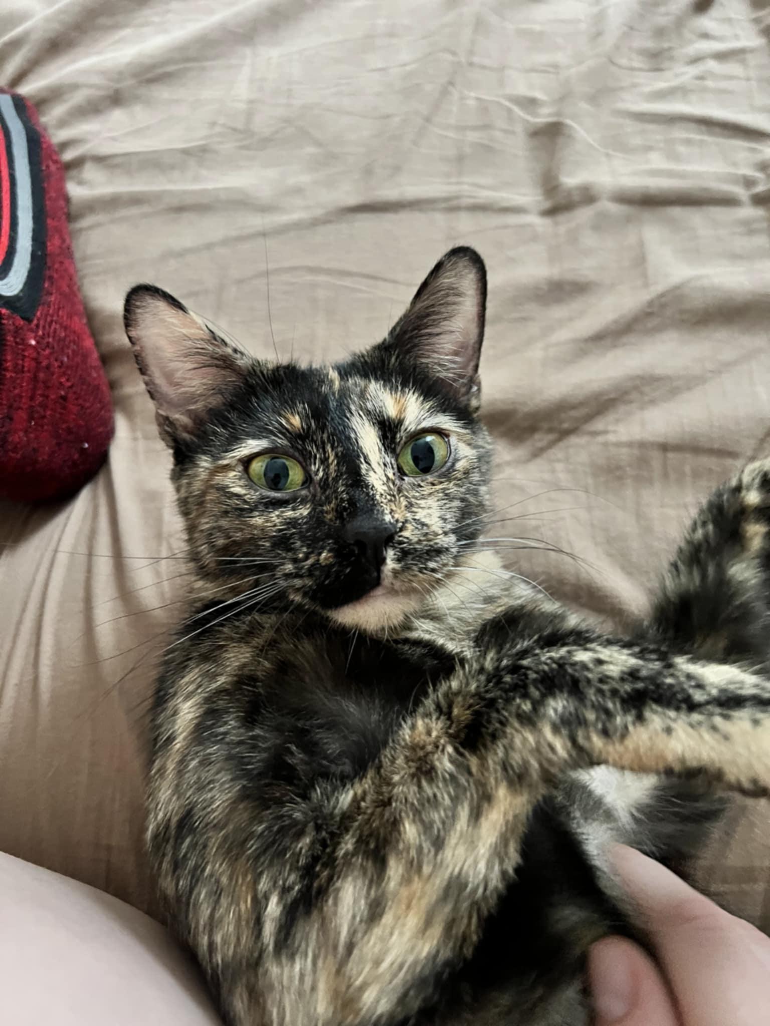 Enlarge Josie, a Adoptable Domestic Short Hair in Chicago, IL image 1/3