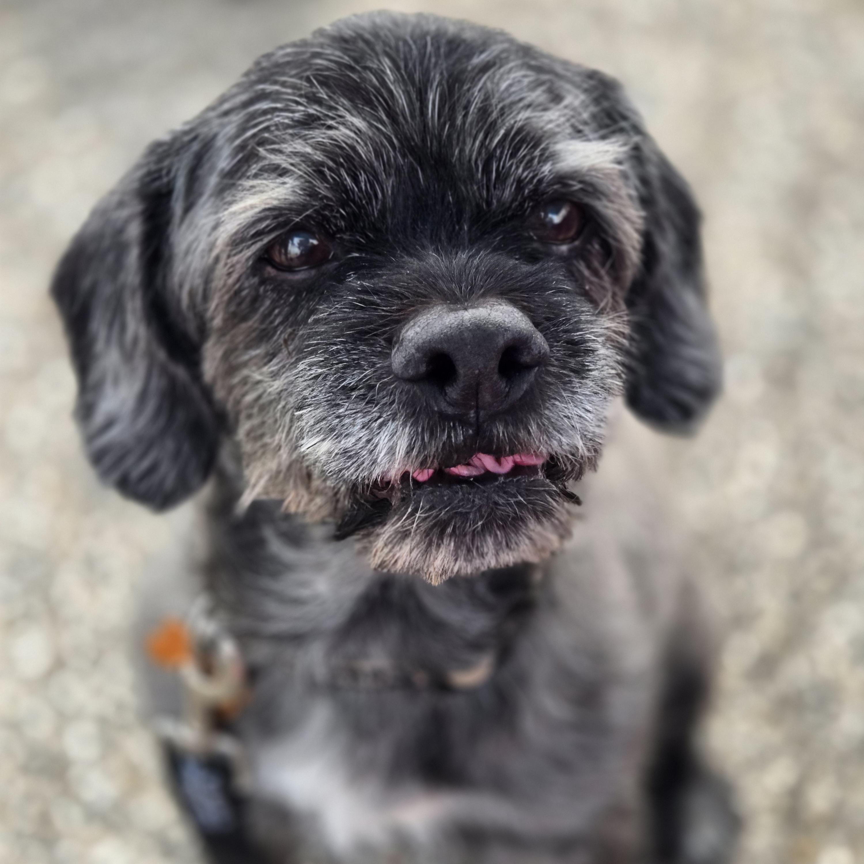 Enlarge Clark, a ADOPTABLE mixed breed in Normal, IL image 6/6