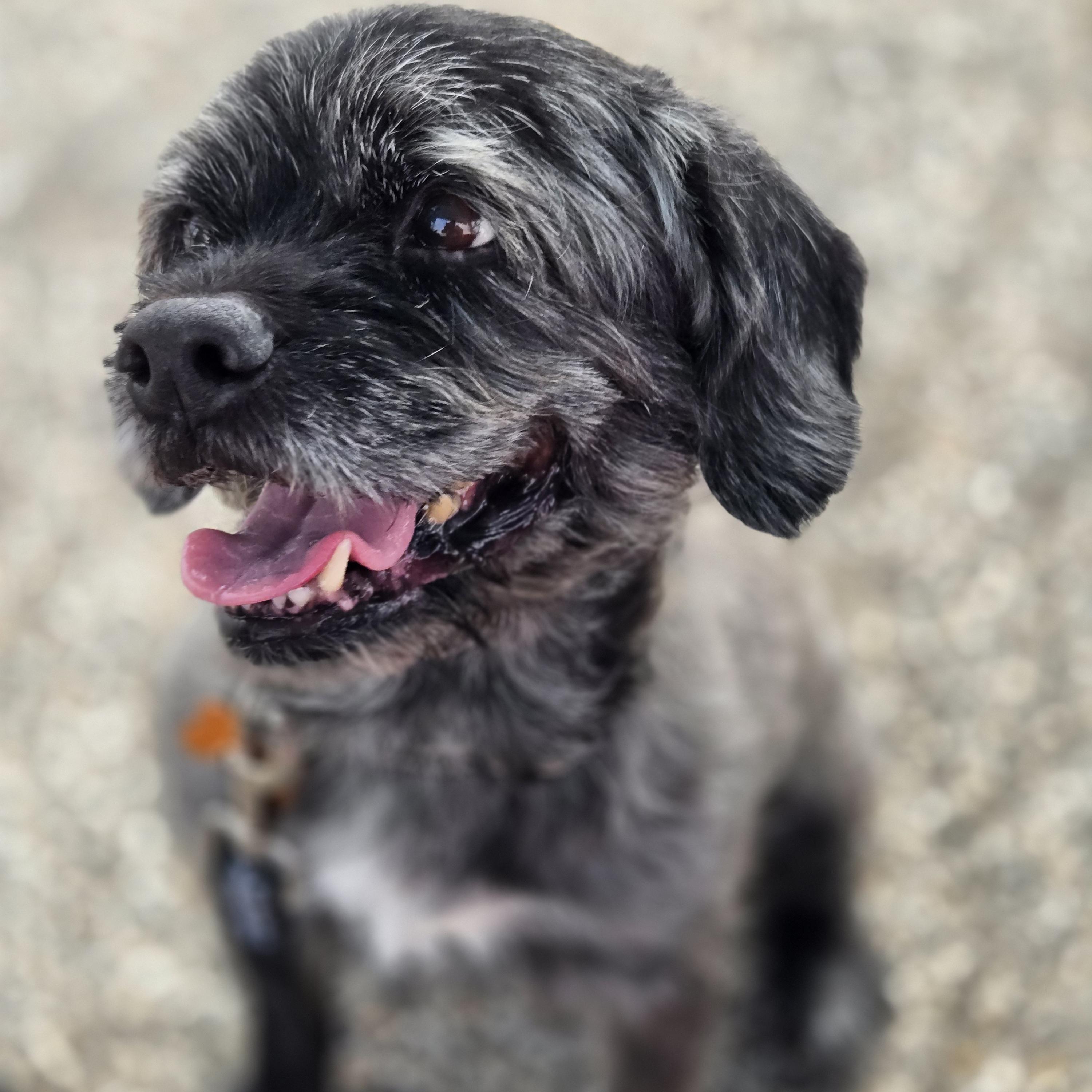 Enlarge Clark, a ADOPTABLE mixed breed in Normal, IL image 4/6