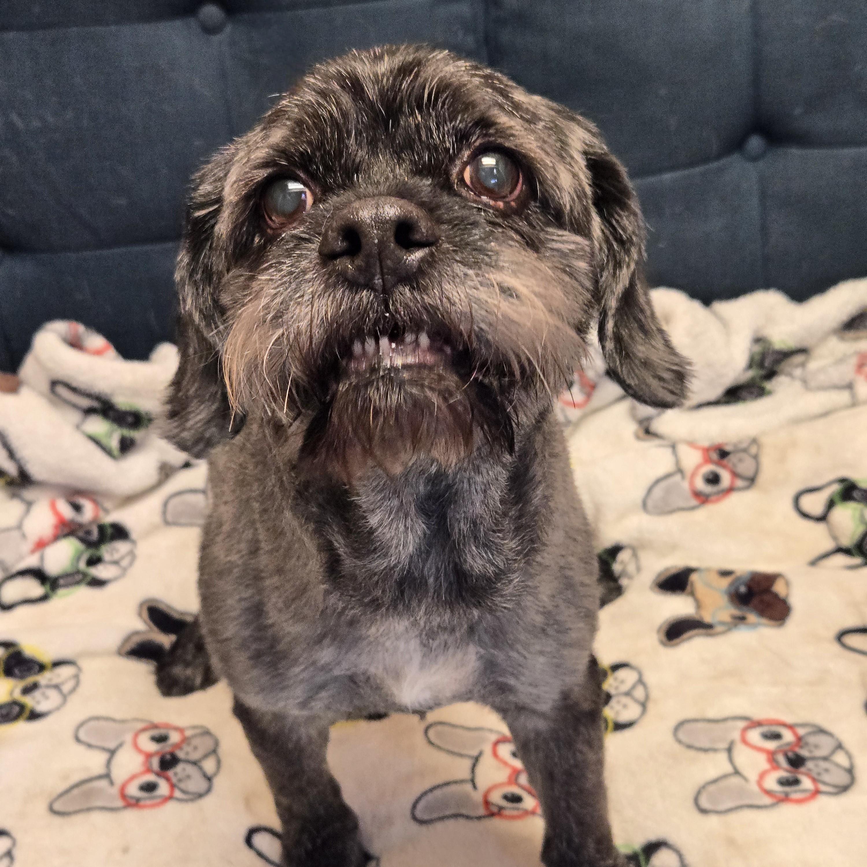 Clark, a ADOPTABLE mixed breed in Normal, IL image 2/3