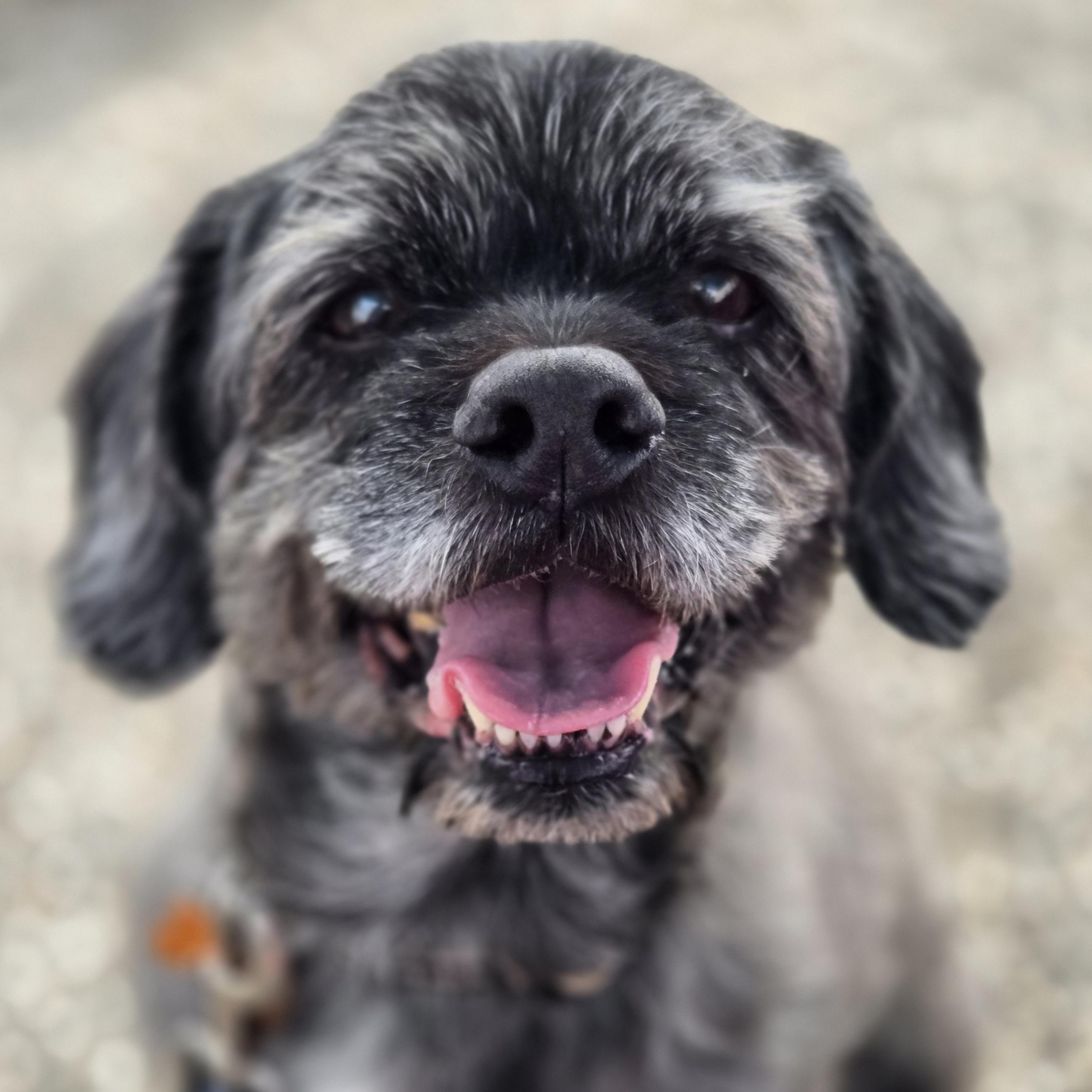 Clark, ADOPTABLE, Senior Male Miniature Schnauzer.