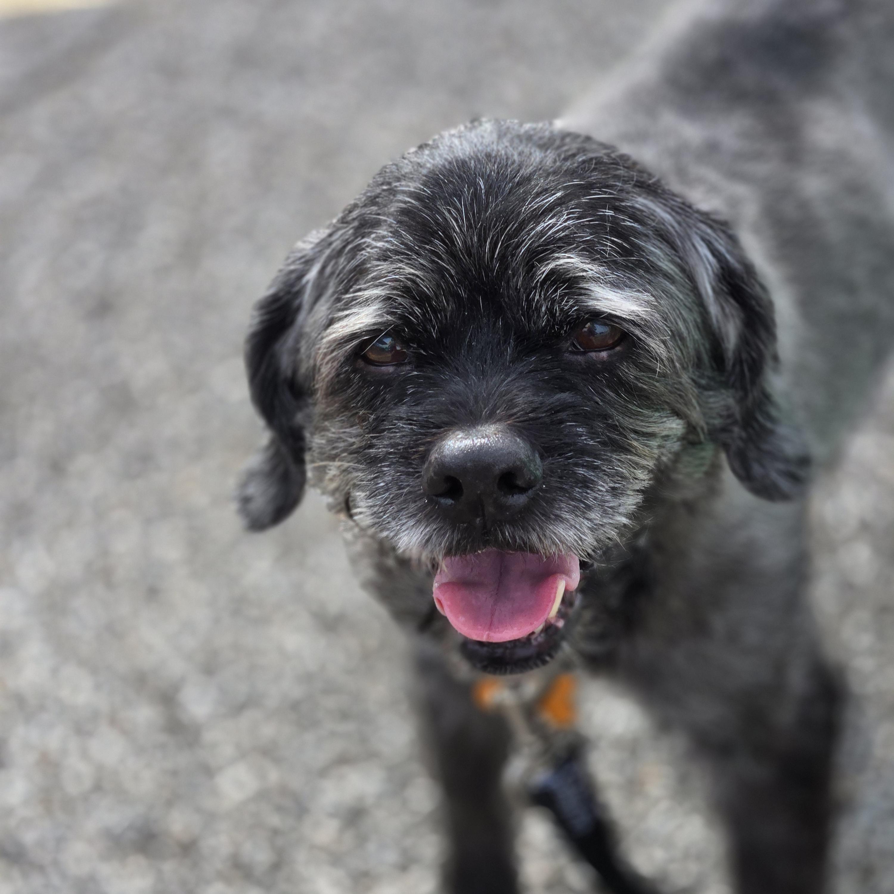Enlarge Clark, a ADOPTABLE mixed breed in Normal, IL image 5/6
