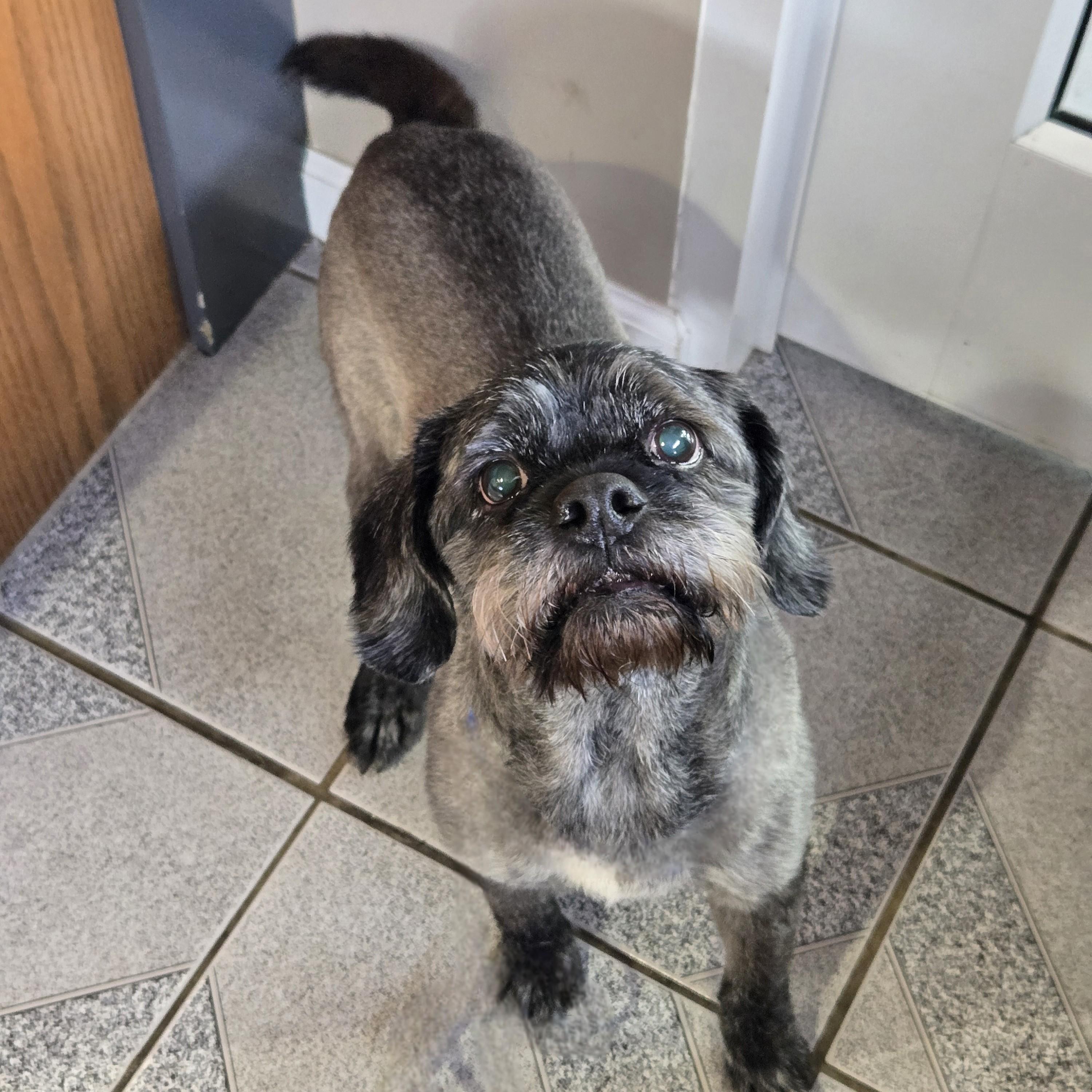 Clark, a ADOPTABLE mixed breed in Normal, IL image 3/3
