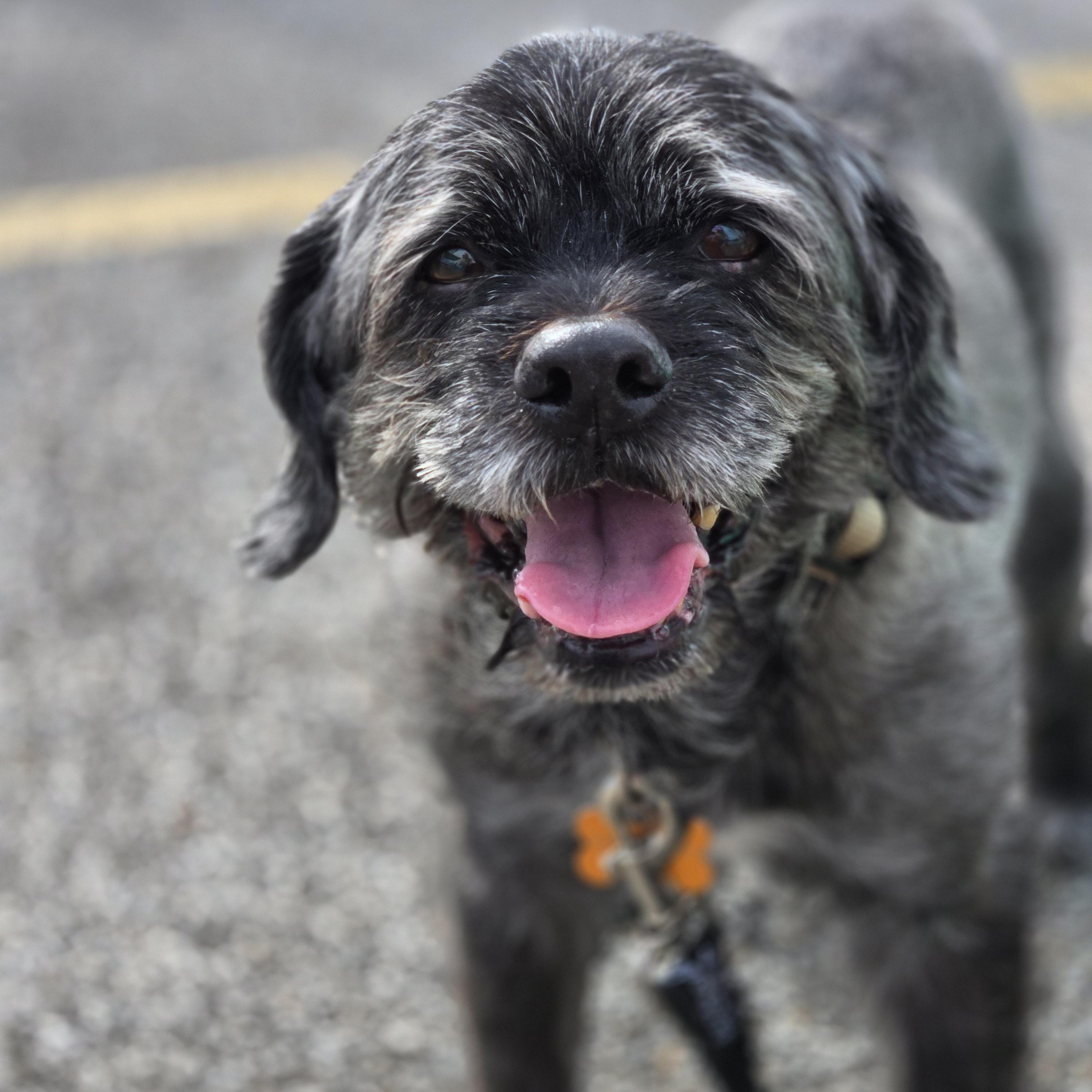 Enlarge Clark, a ADOPTABLE mixed breed in Normal, IL image 2/6