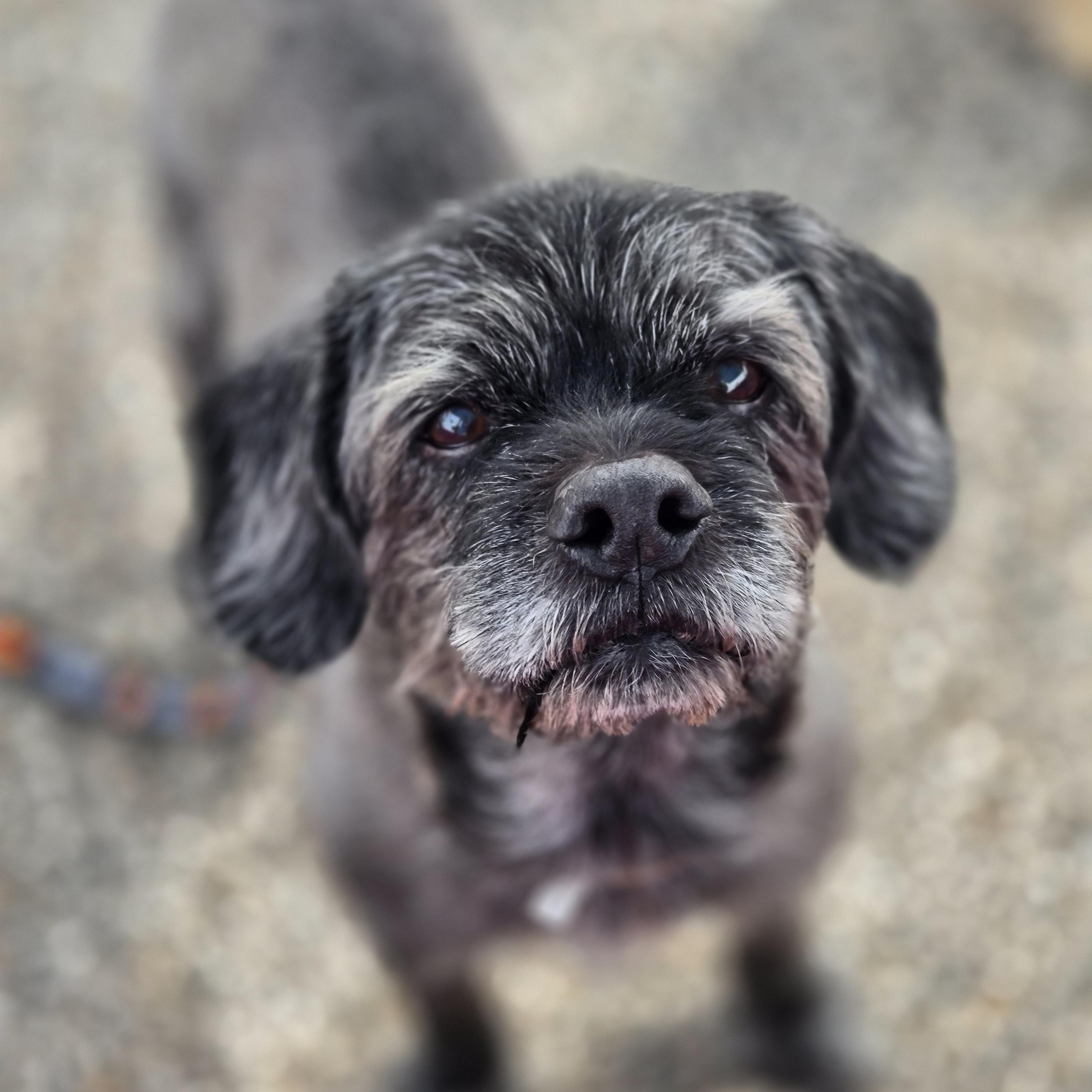 Enlarge Clark, a ADOPTABLE mixed breed in Normal, IL image 3/6