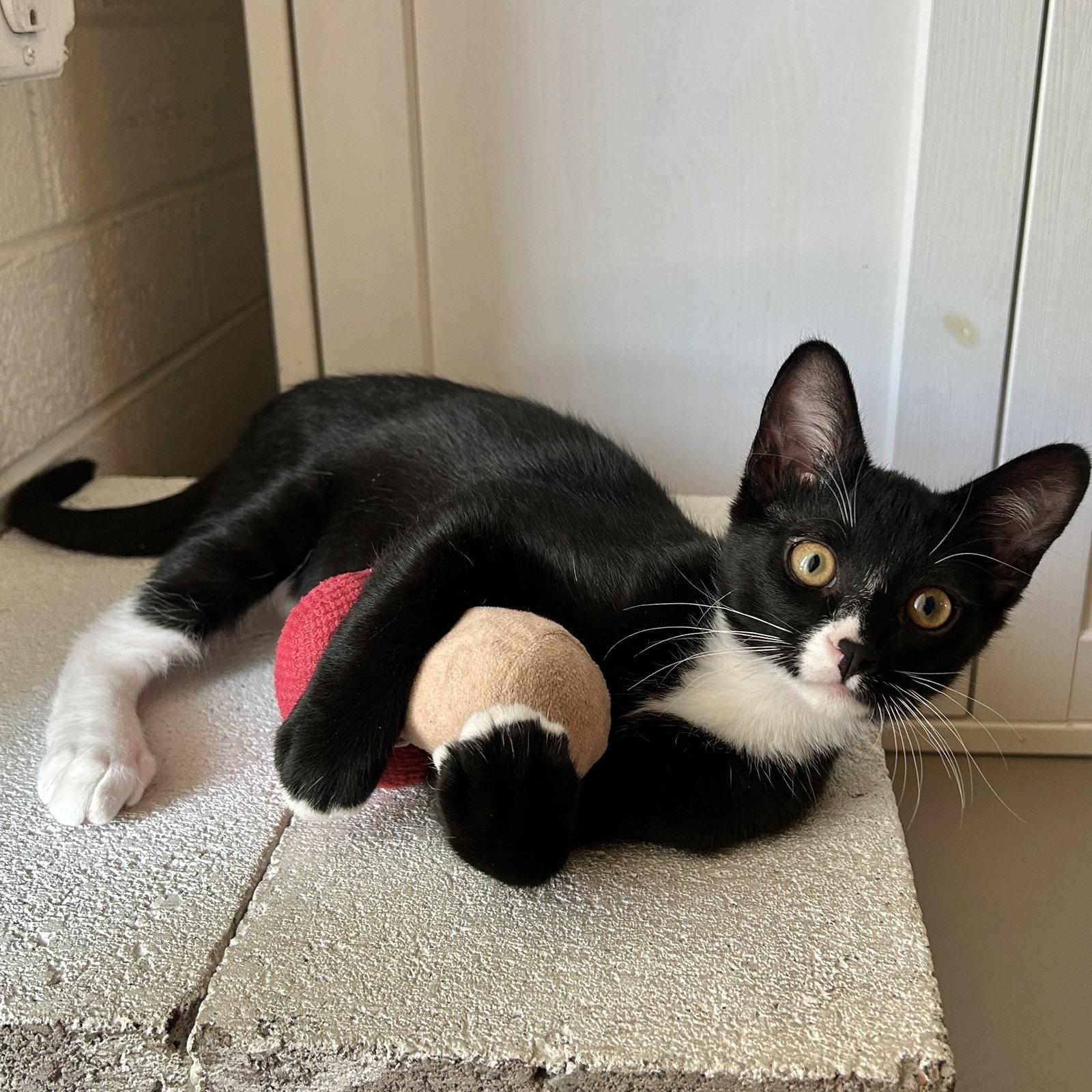 Liam, Adoptable, Kitten Male Domestic Short Hair.