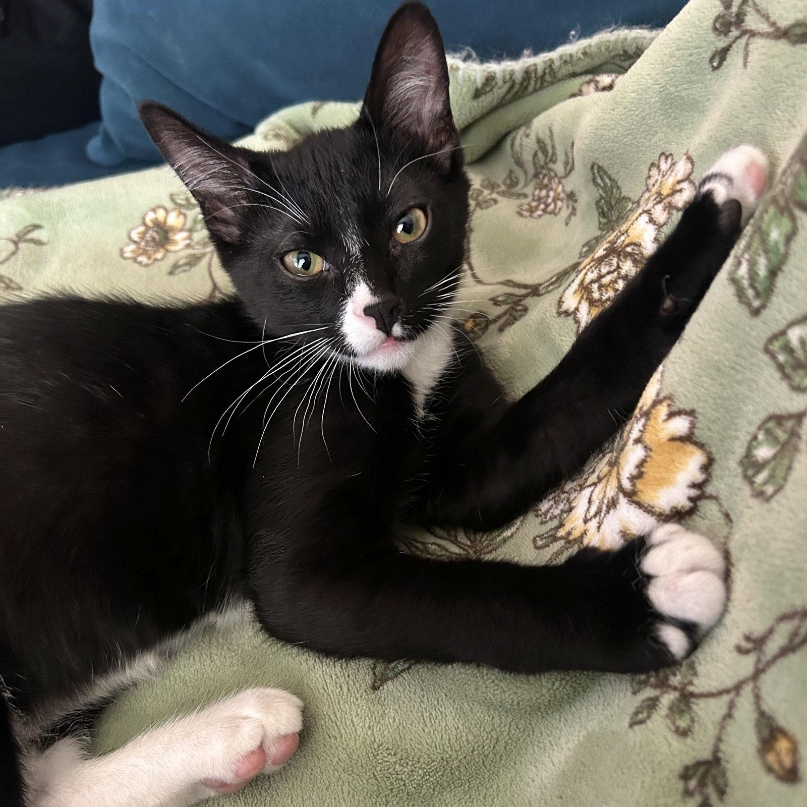 Enlarge Liam, a Adoptable Domestic Short Hair in Phoenix, AZ image 2/3
