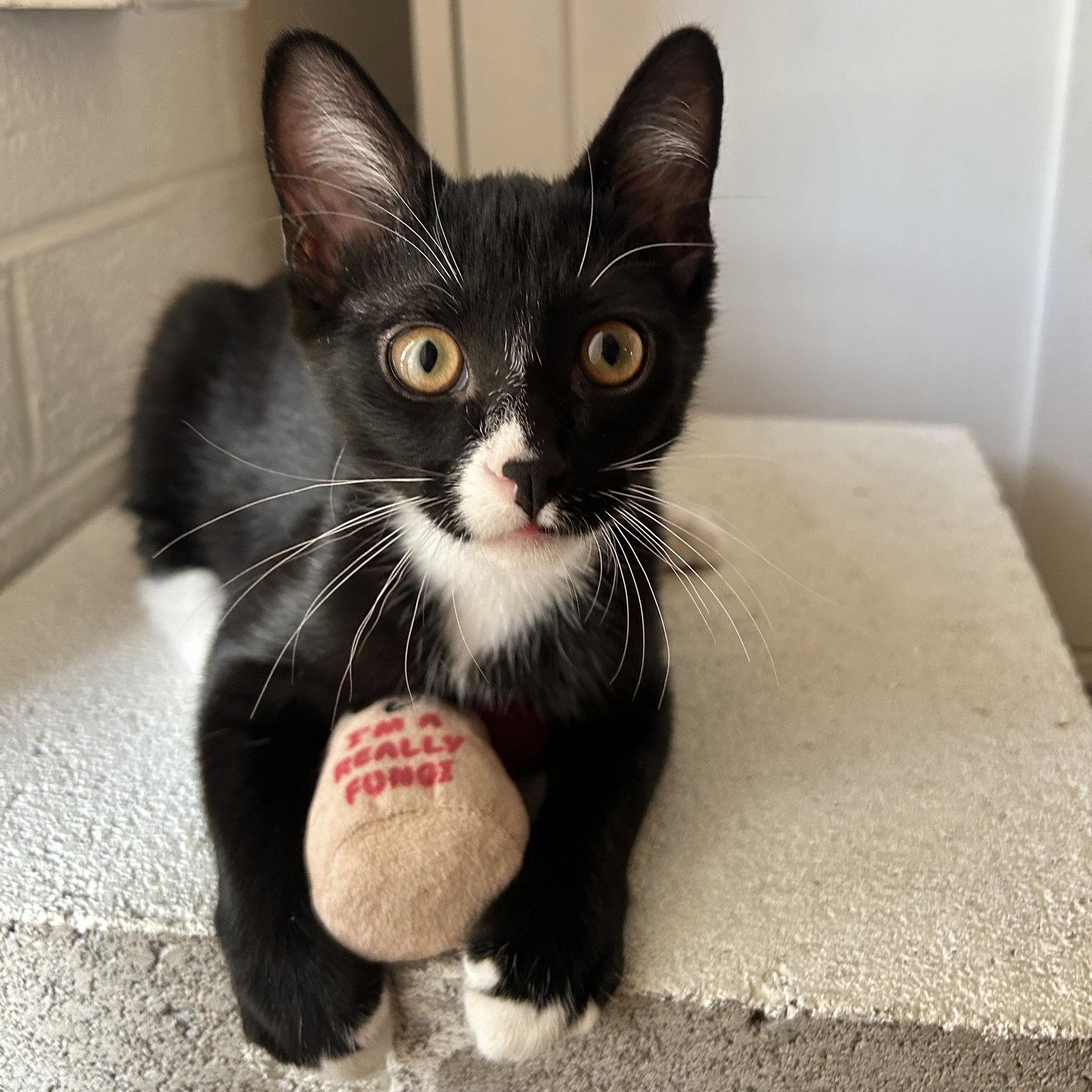 Enlarge Liam, a Adoptable Domestic Short Hair in Phoenix, AZ image 3/3