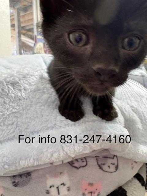 Zoom Zoom, a ADOPTABLE Domestic Short Hair in Santa Cruz, CA image 1/5
