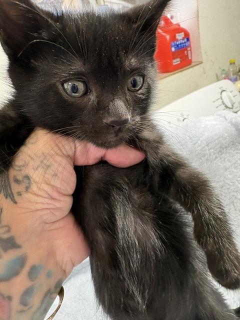 Zoom Zoom, a ADOPTABLE Domestic Short Hair in Santa Cruz, CA image 4/5