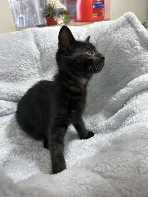 Zoom Zoom, a ADOPTABLE Domestic Short Hair in Santa Cruz, CA image 5/5