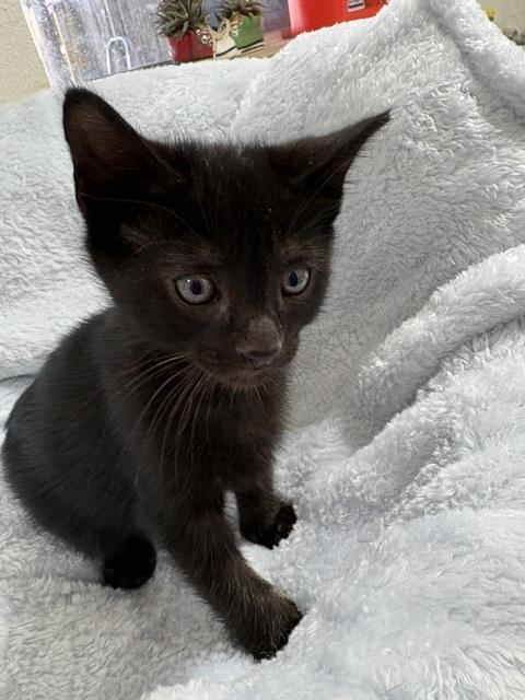 Zoom Zoom, a ADOPTABLE Domestic Short Hair in Santa Cruz, CA image 2/5