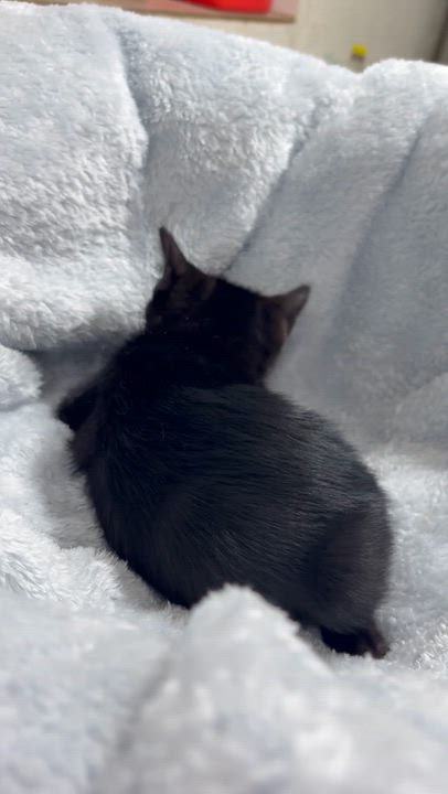 Enlarge Zoom Zoom, a ADOPTABLE Domestic Short Hair in Santa Cruz, CA video 3/5