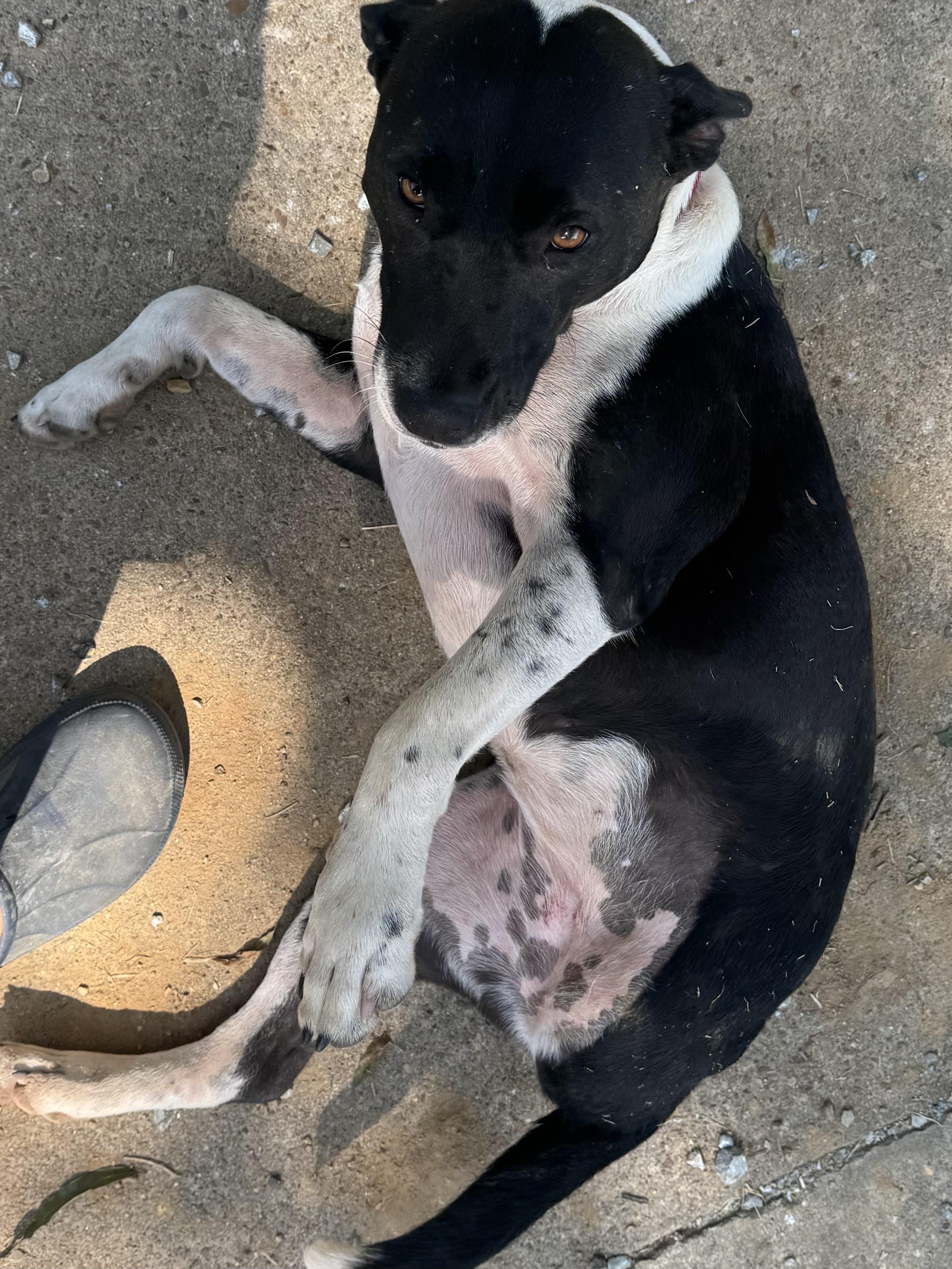 Frida, Adult Female unknown
