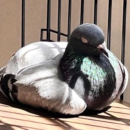 Enlarge Eliza, an adopted Pigeon in Chicago, IL image 2/5