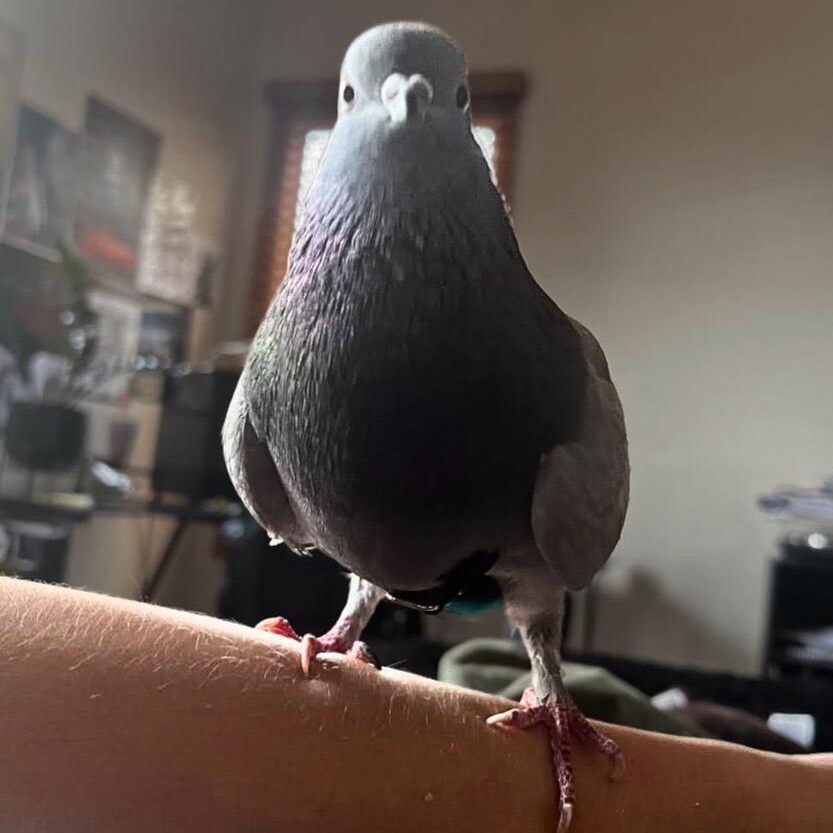 Enlarge Eliza, an adopted Pigeon in Chicago, IL image 1/5