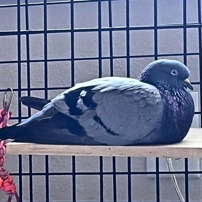 Enlarge Eliza, an adopted Pigeon in Chicago, IL image 5/5