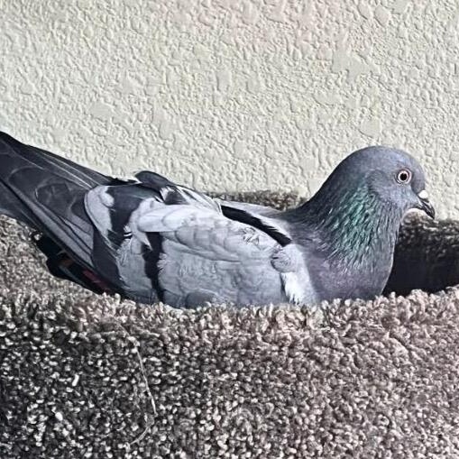 Enlarge Eliza, an adopted Pigeon in Chicago, IL image 4/5