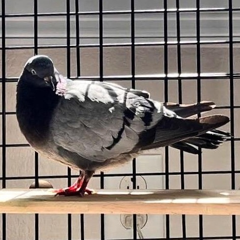 Enlarge Eliza, an adopted Pigeon in Chicago, IL image 3/5