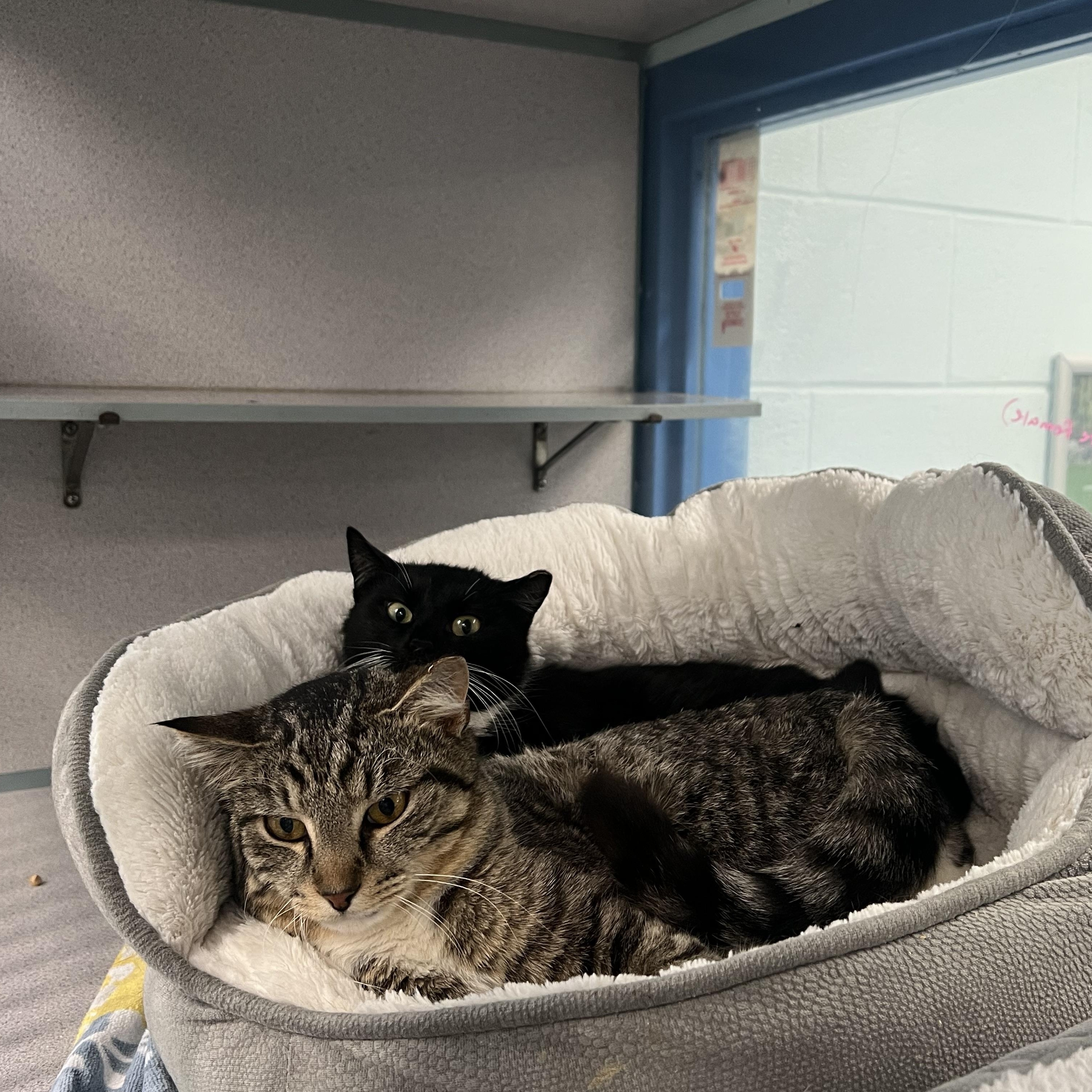 Enlarge Bling (Black & White female) & Blair (Tabby male) *Not bonded*, a ADOPTABLE Domestic Short Hair in Berryville, VA image 1/1