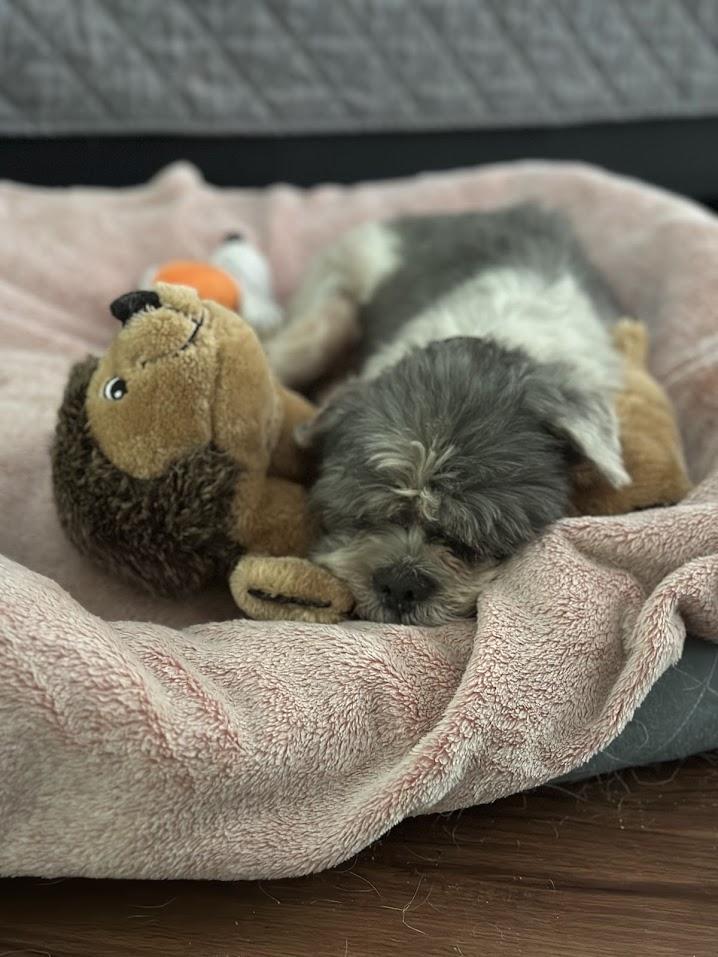 Enlarge Chase, a Adopted Shih Tzu in Prince Frederick, MD image 3/4