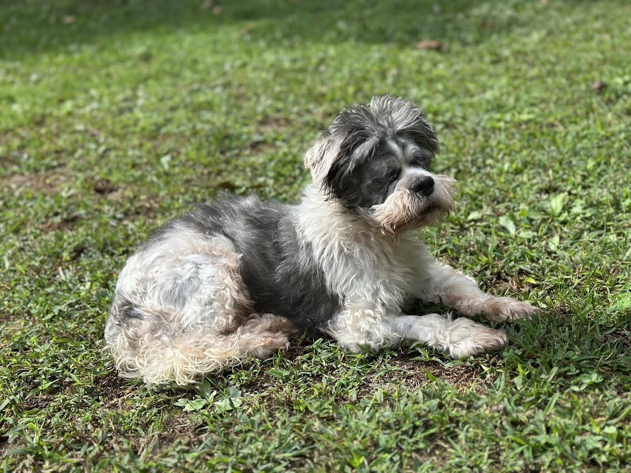 Enlarge Chase, a Adopted Shih Tzu in Prince Frederick, MD image 4/4