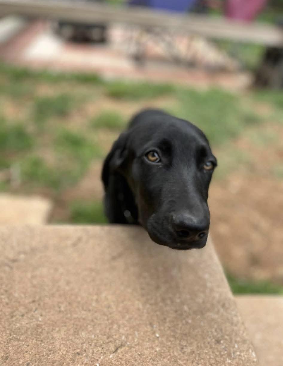 Cashew, a ADOPTABLE mixed breed in Kutztown, PA image 5/6