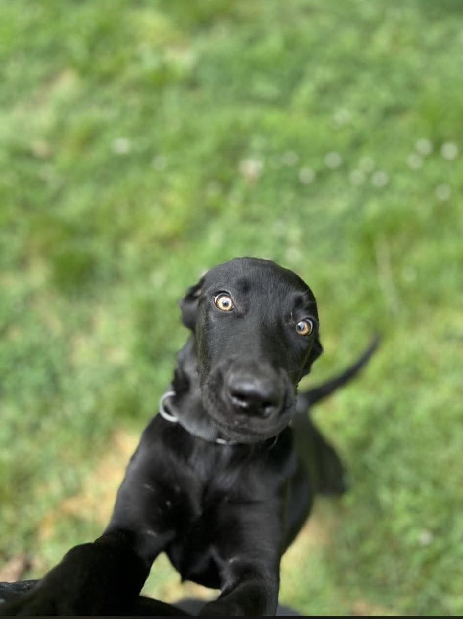 Cashew, a ADOPTABLE mixed breed in Kutztown, PA image 3/6
